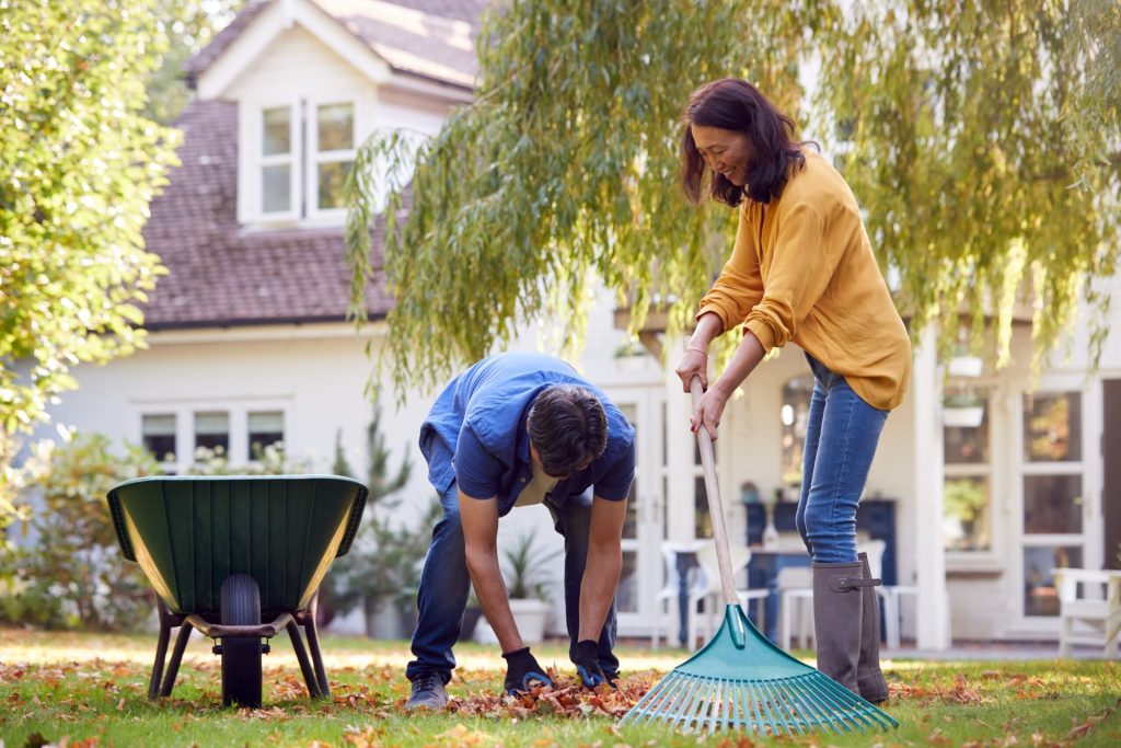 Older couple raking fall leaves and putting them in a wheel barrow