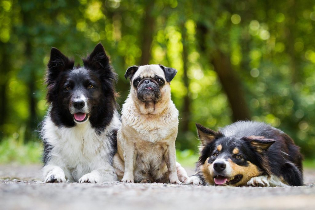 Three dogs